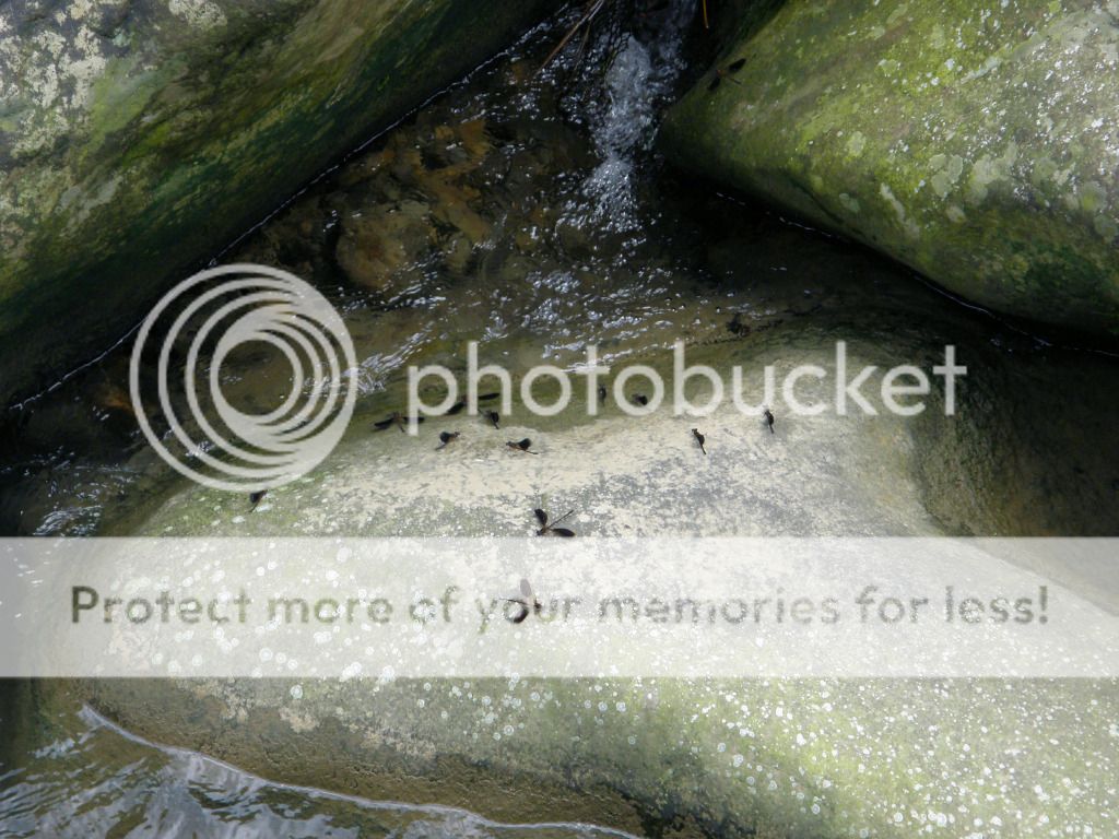 S016-1.jpg