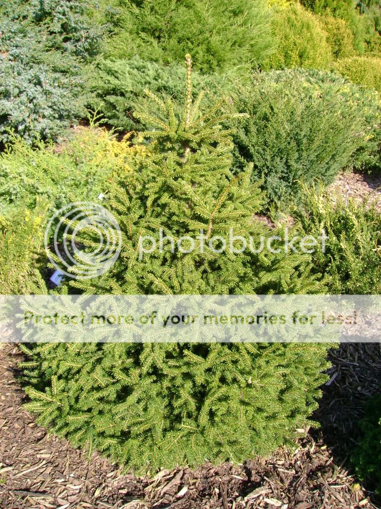 Picea orientalis 'Filip's Little Mound'