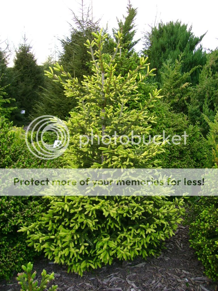 Picea abies 'Golden Start'
