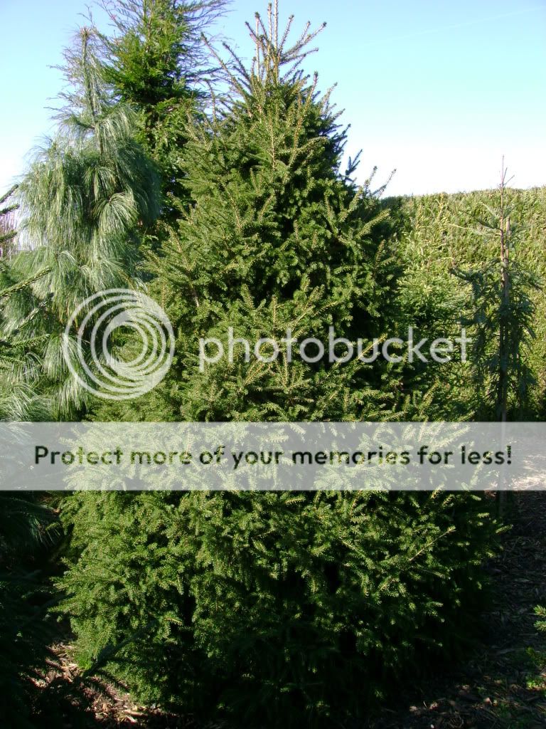 Picea orientalis 'Gracilis'
