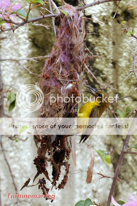 female Olive-backed Sunbird trying to build a nest
