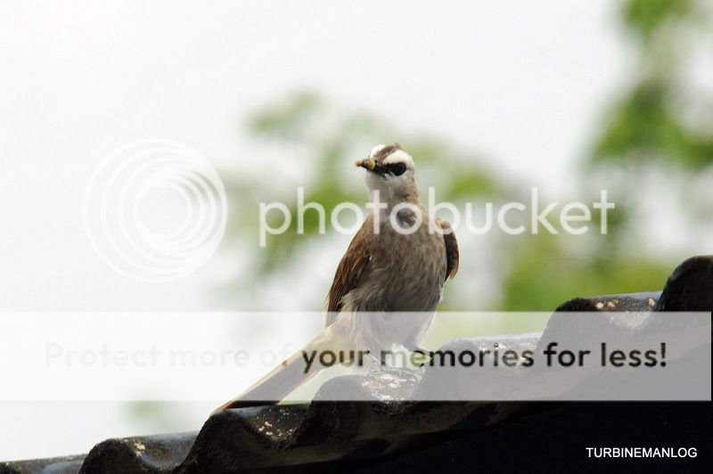 Yellow-vented Bulbul