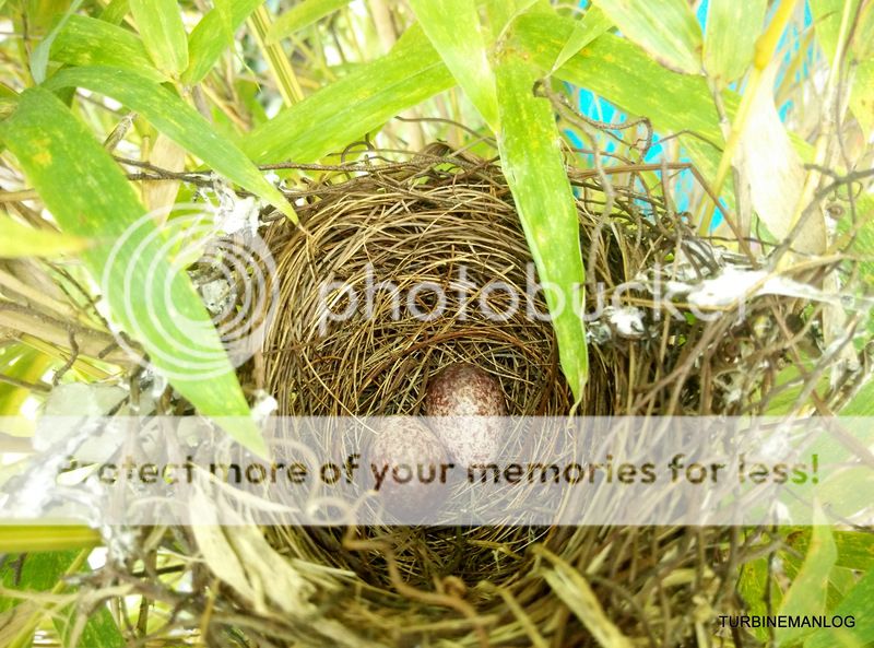 Yellow-vented Bulbul eggs