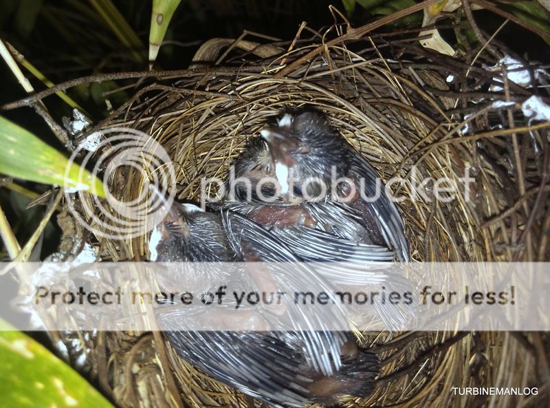 Yellow-vented Bulbul baby