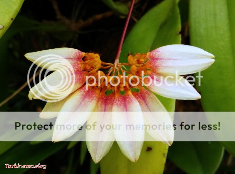 Anthony's wild orchid shed