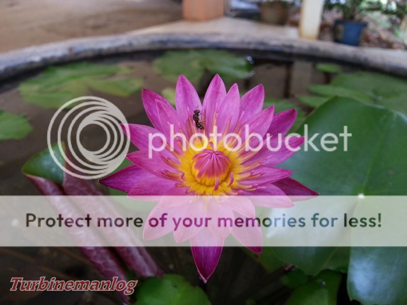Tasik Chini Lotus