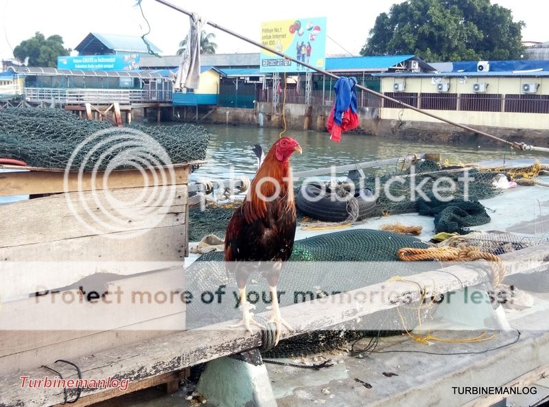 fighting cock