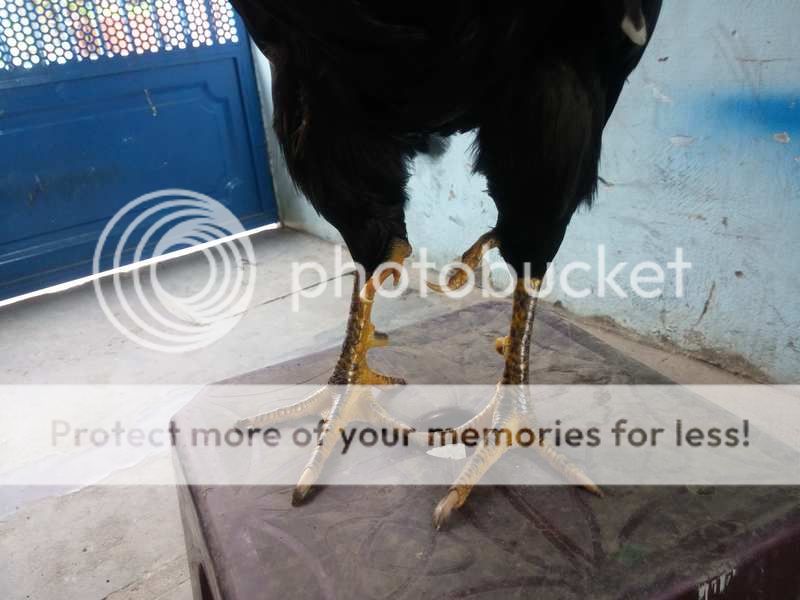 Gà nòi kiểng độc đẹp 4 chân đây!!!!!! - 8