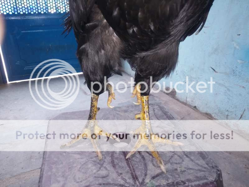 Gà nòi kiểng độc đẹp 4 chân đây!!!!!! - 9