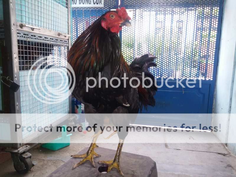 Gà nòi kiểng độc đẹp 4 chân đây!!!!!! - 4