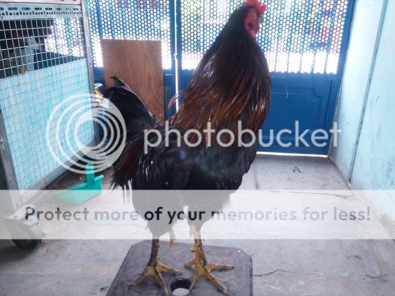 Gà nòi kiểng độc đẹp 4 chân đây!!!!!! - 3