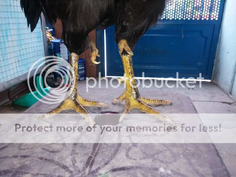 Gà nòi kiểng độc đẹp 4 chân đây!!!!!! - 10