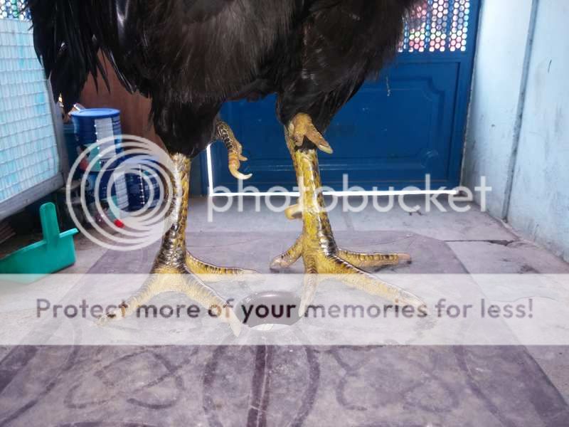 Gà nòi kiểng độc đẹp 4 chân đây!!!!!! - 11