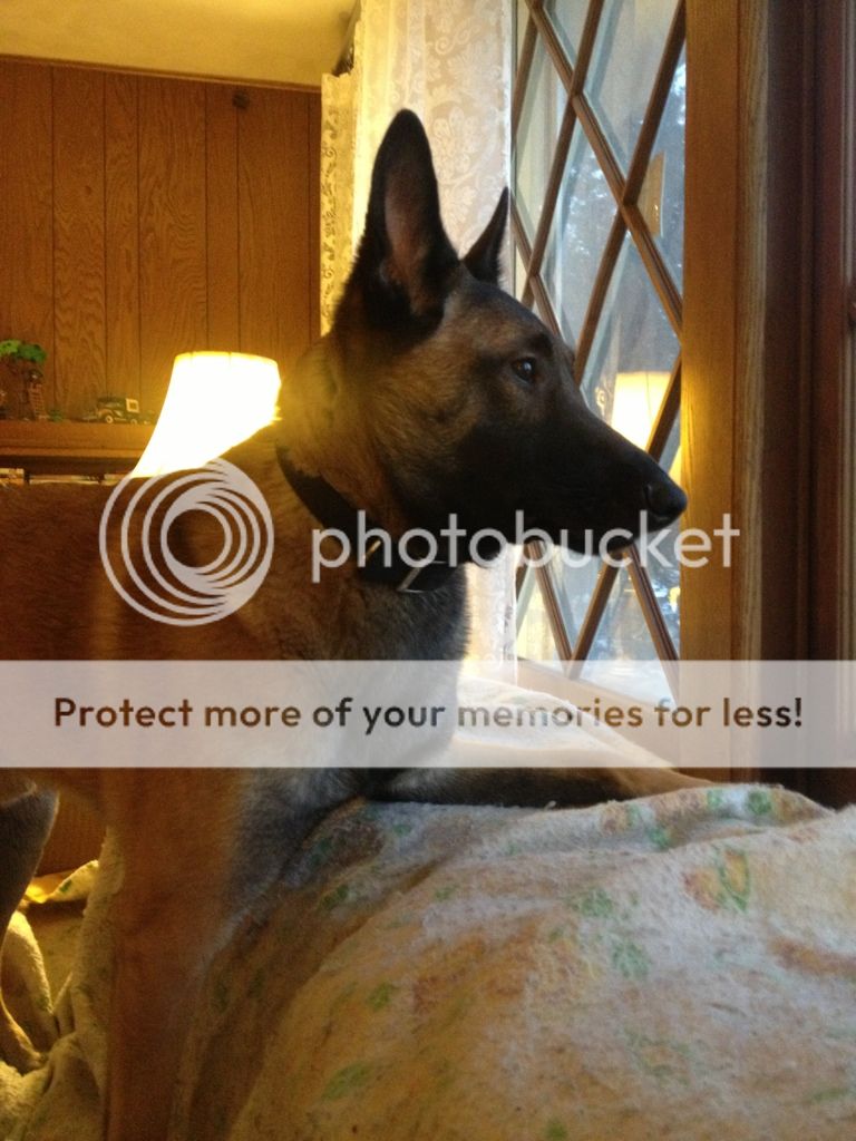 Best SHTF Dog Breed? Page 5