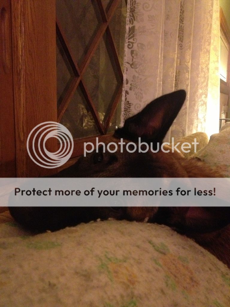 Best SHTF Dog Breed? Page 5