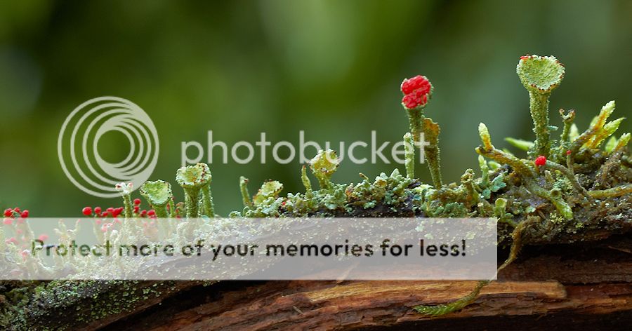Fotografie