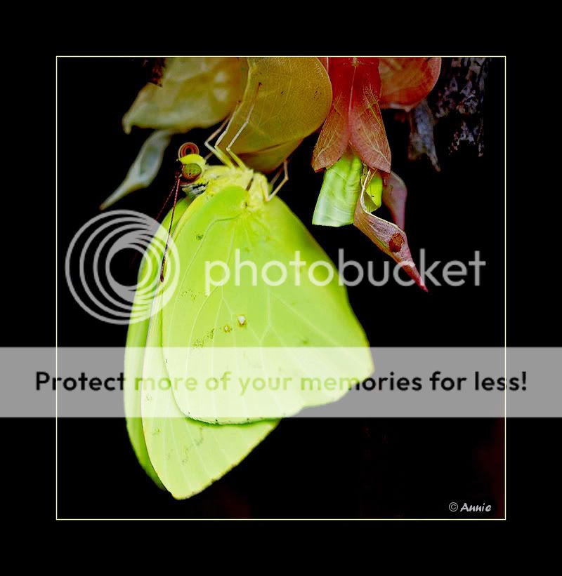 Fotografie