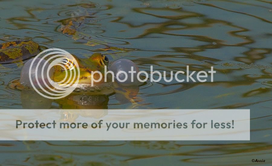 Fotografie