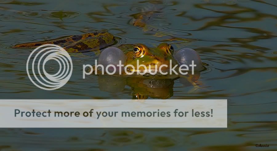 Fotografie