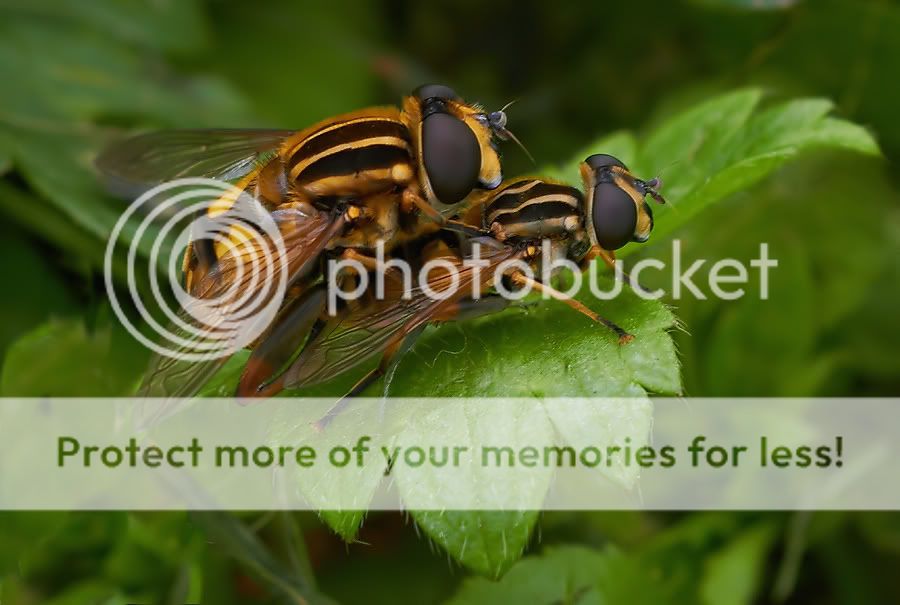 Fotografie