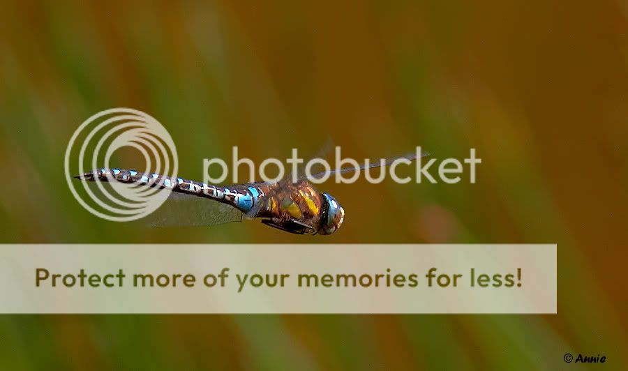 Fotografie