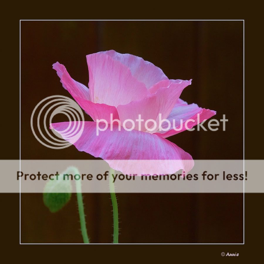 Fotografie