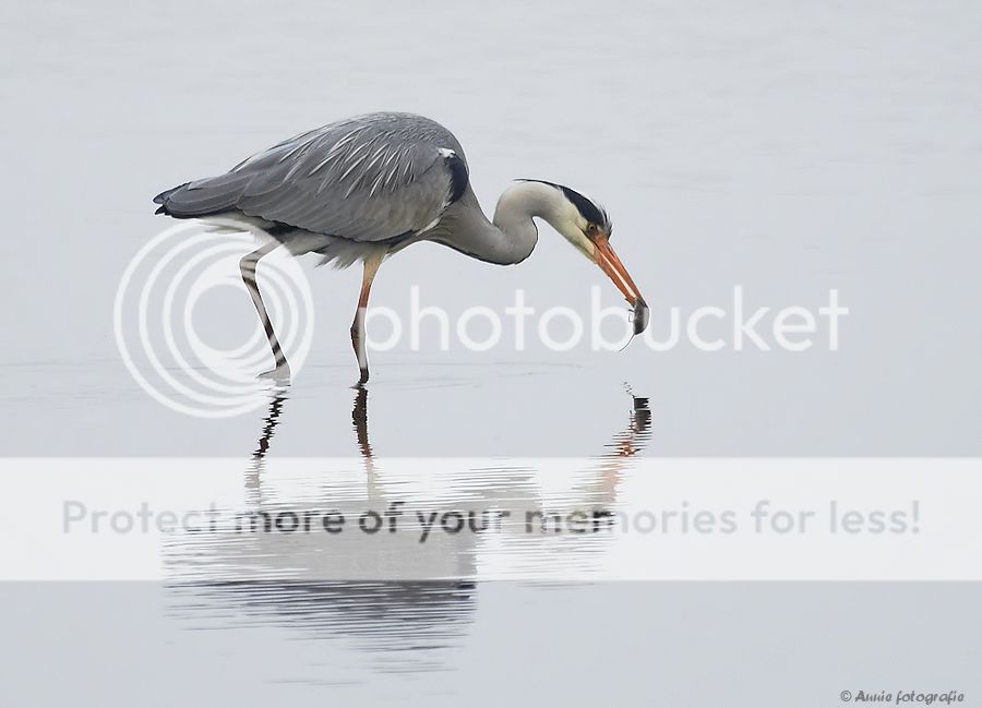Fotografie