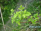 th_PICT0345.jpg