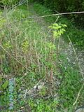 th_PICT0346.jpg