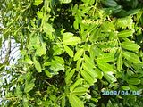 th_PICT0352.jpg