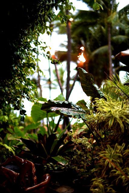  photo maui 16 315_zps9a7o7hlf.jpg