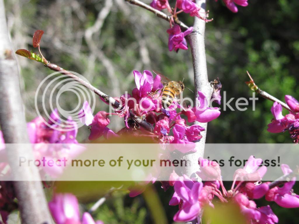 found: a cause of colony collapse disorder [update 5]